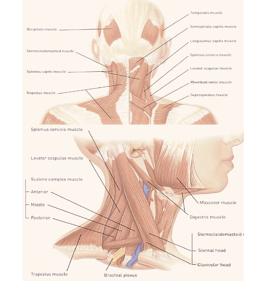Botox Neck